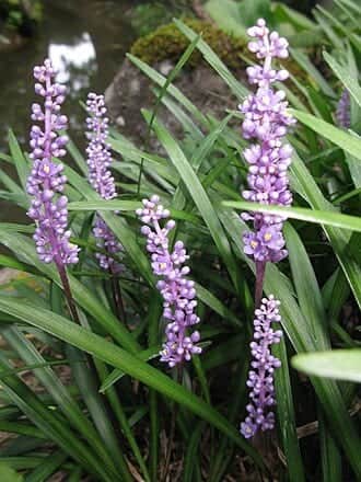 Liriope