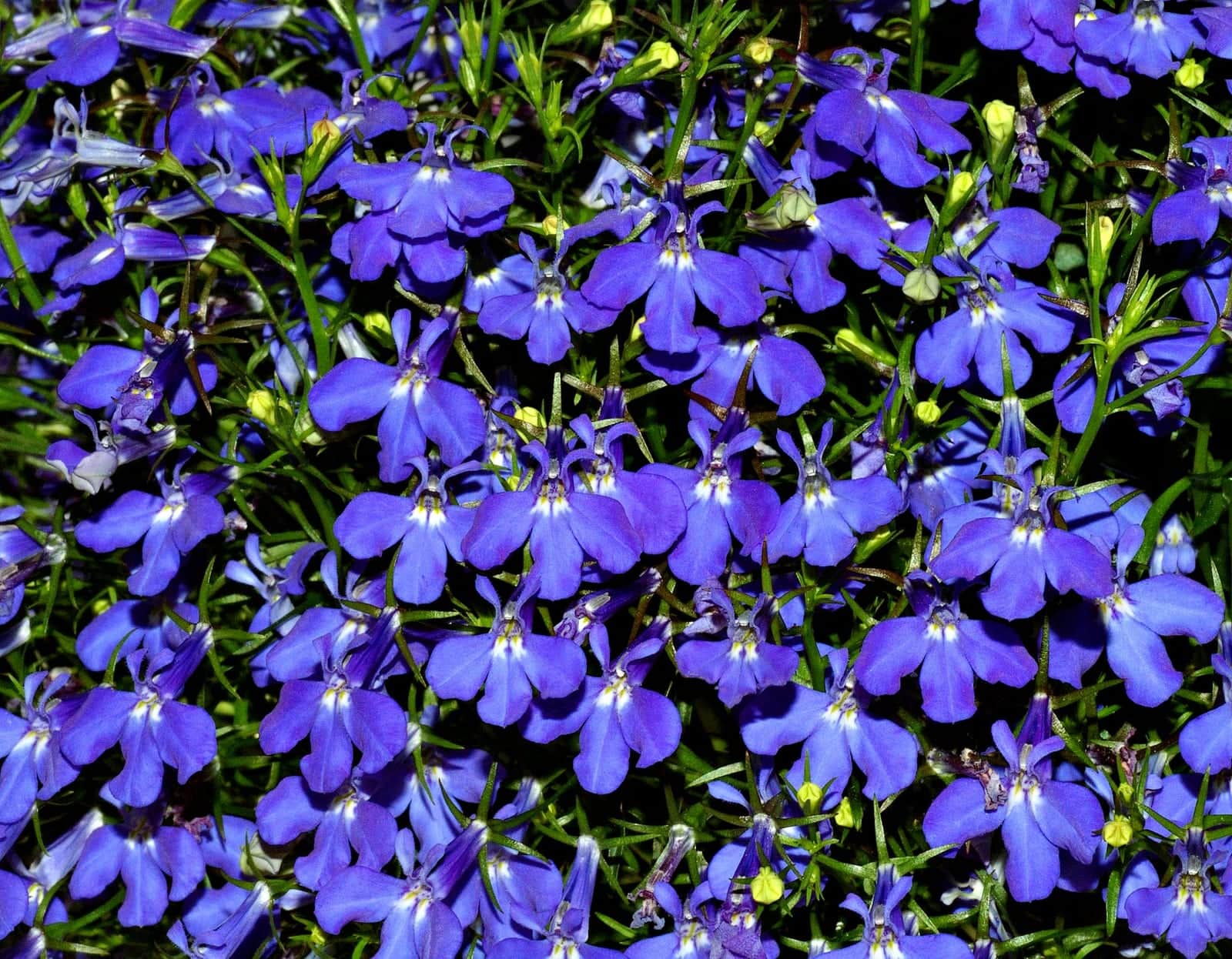 Hadspen Purple Lobelia