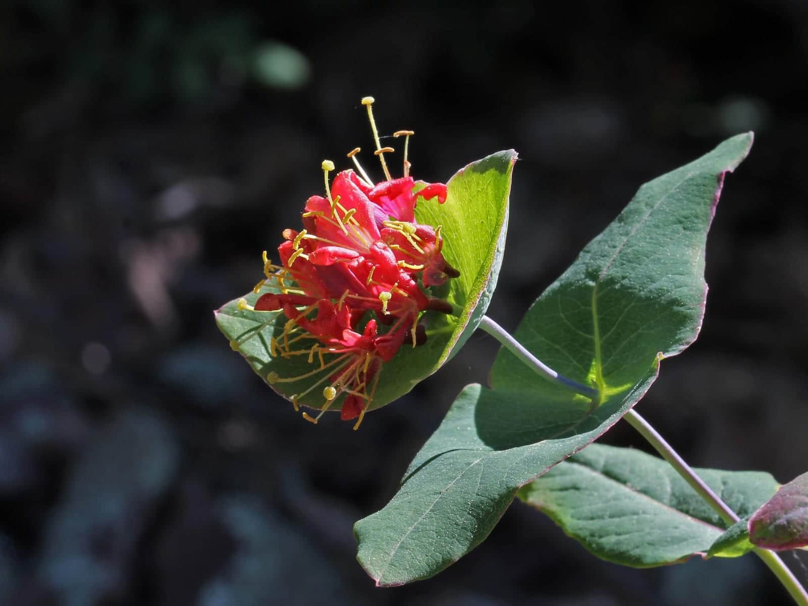 Limber Honeysuckle