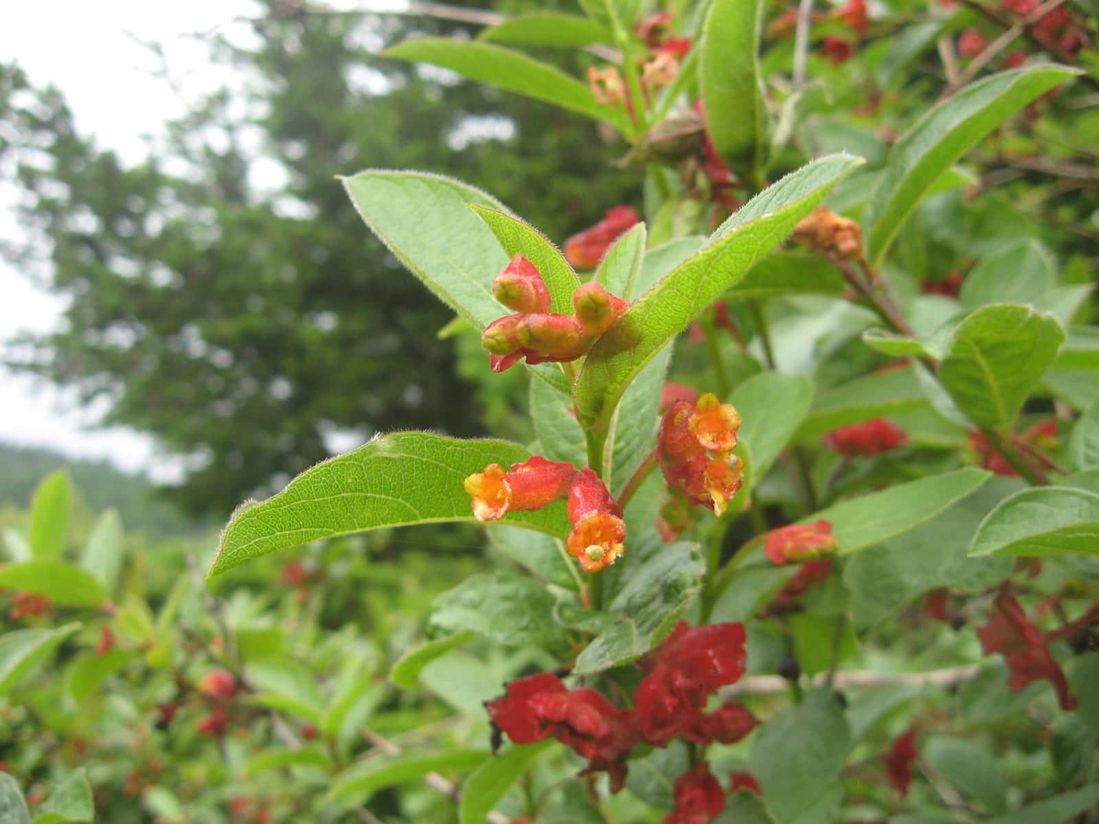 Twinberry Honeysuckle