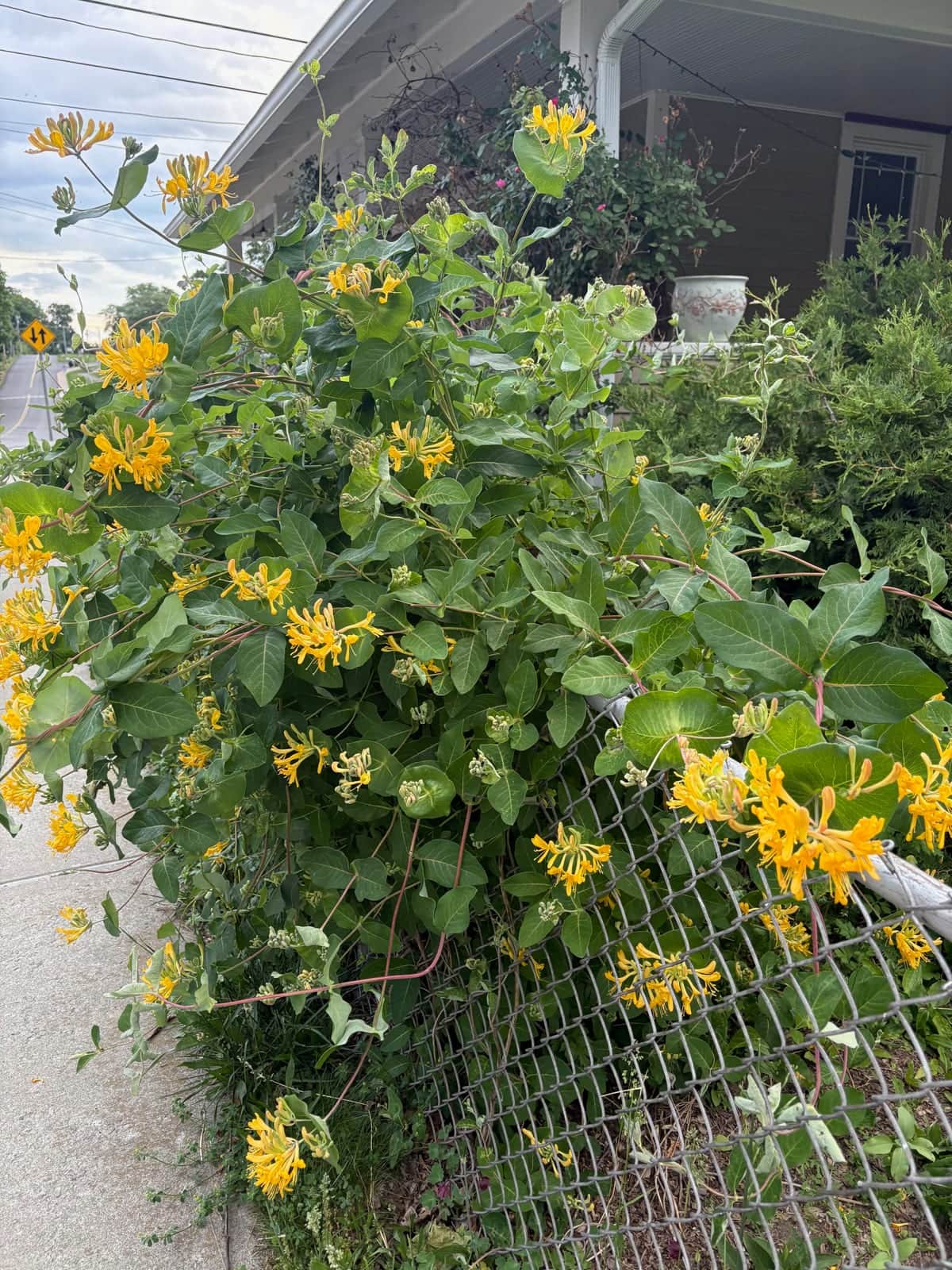 Honeysuckle Vine