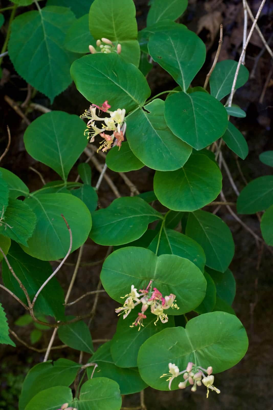 Grape Honeysuckle