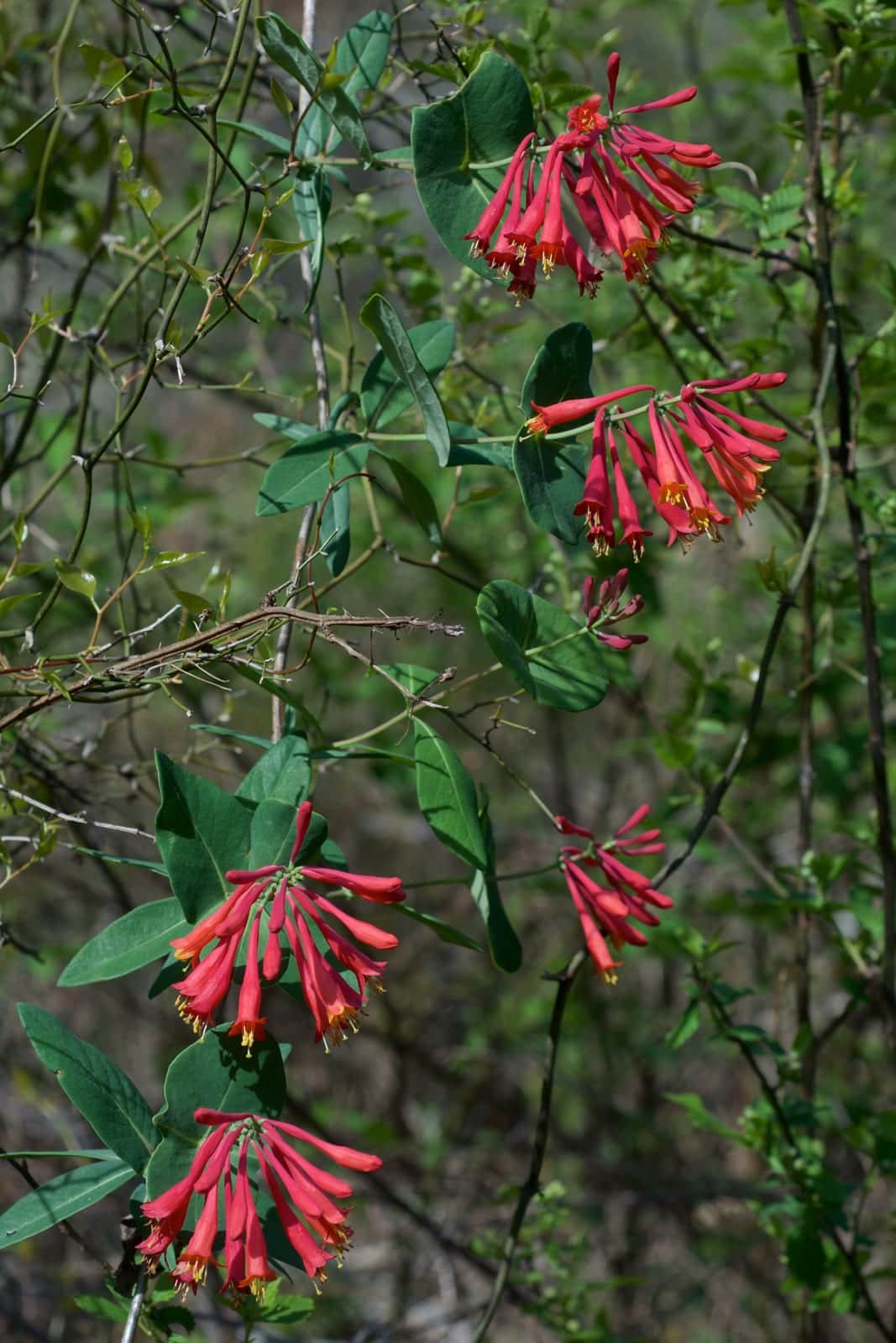 Coral Honeysuckle