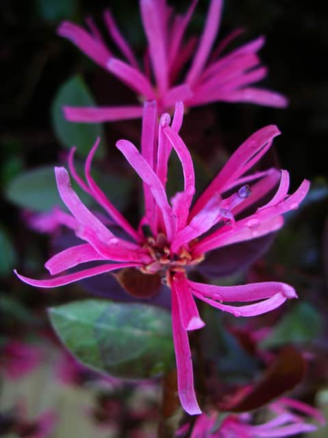 Chinese Fringe Flower