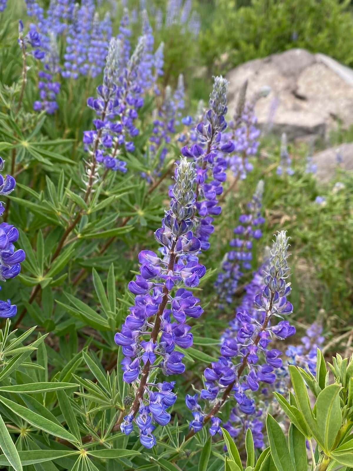 Silvery Lupine