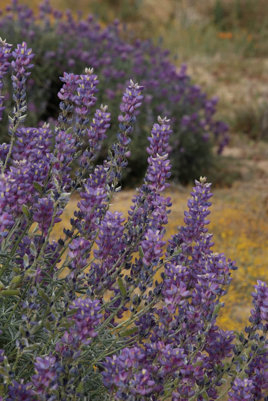 Grape Soda Lupine