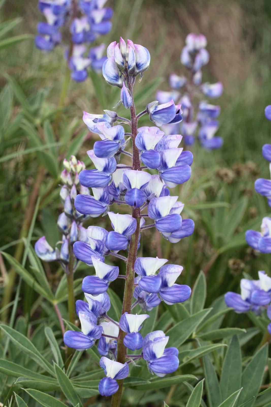 Broadleaf Lupine