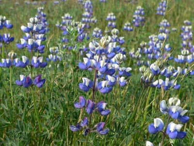 Sky Lupine