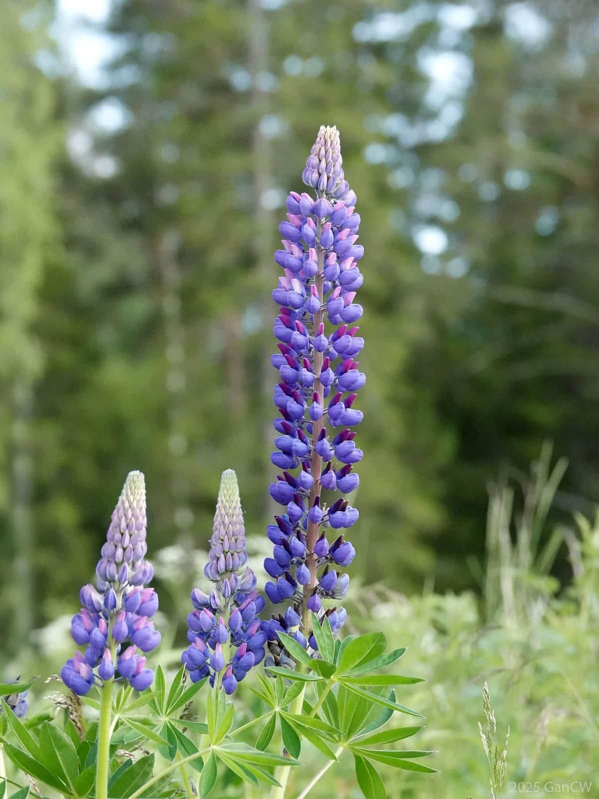 Sundial Lupine