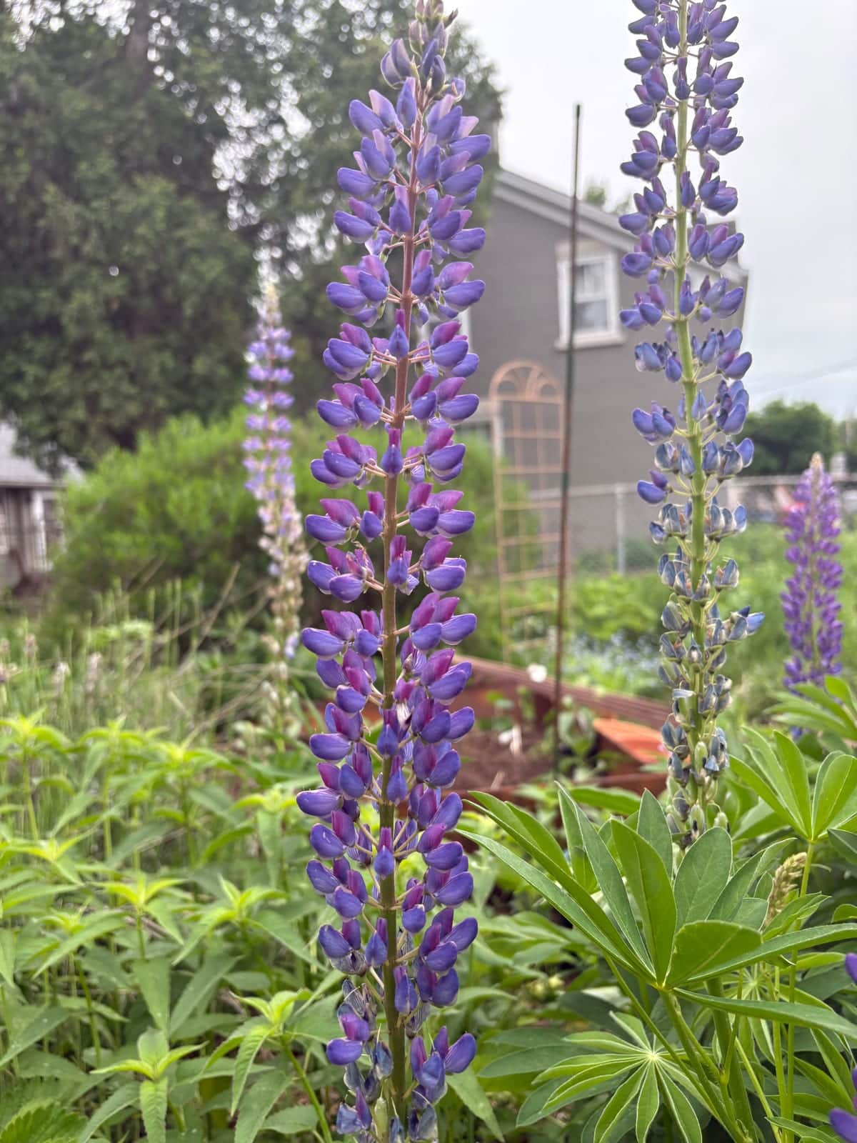 Lupin