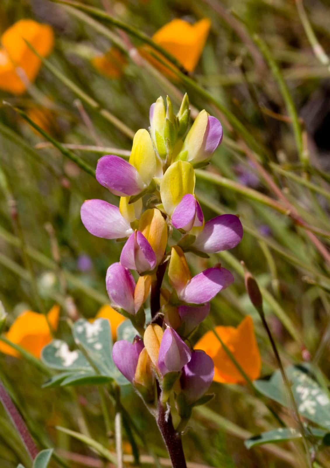Harlequin Lupine