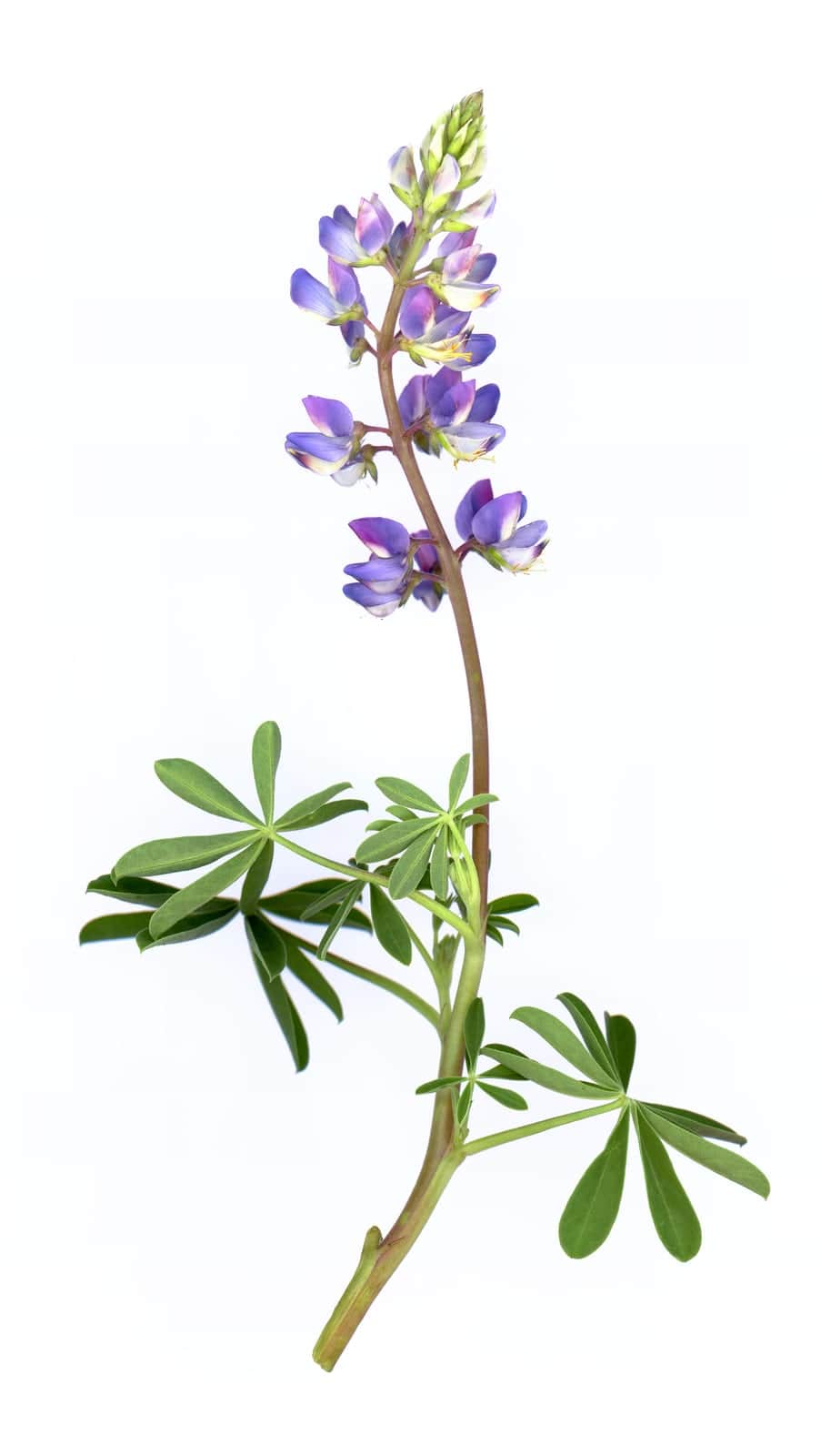 Arroyo Lupine