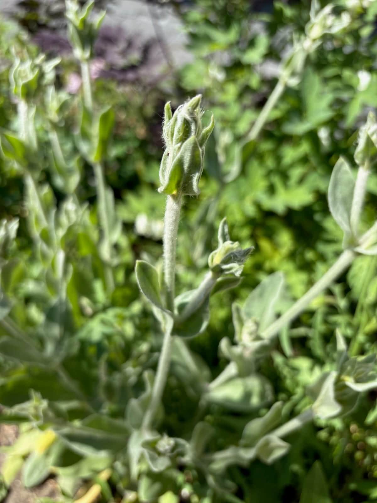 Rose Campion