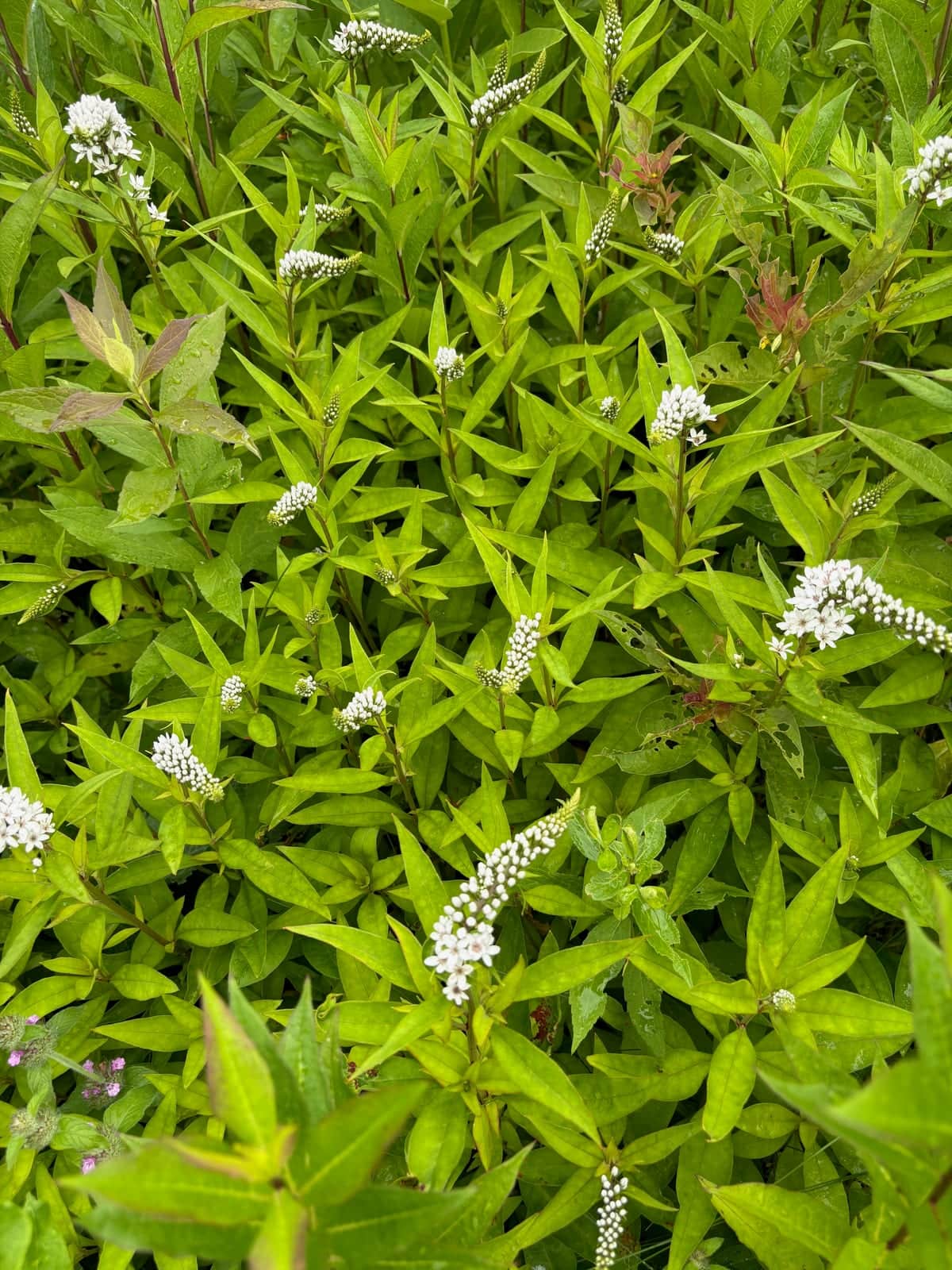 Gooseneck Loosestrife