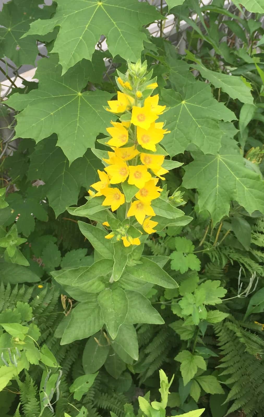 Yellow Loosestrife