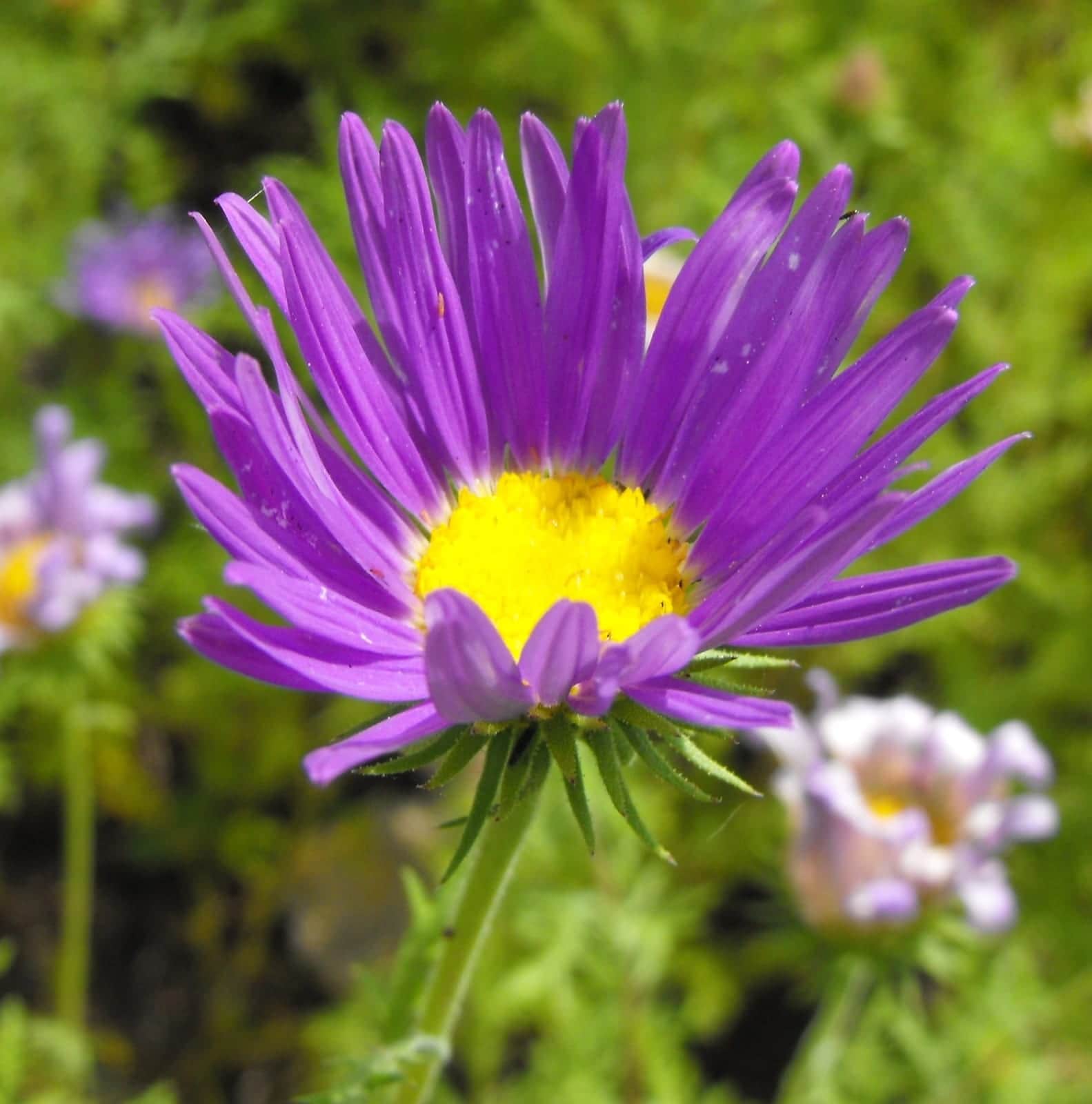 Tahoka Daisy