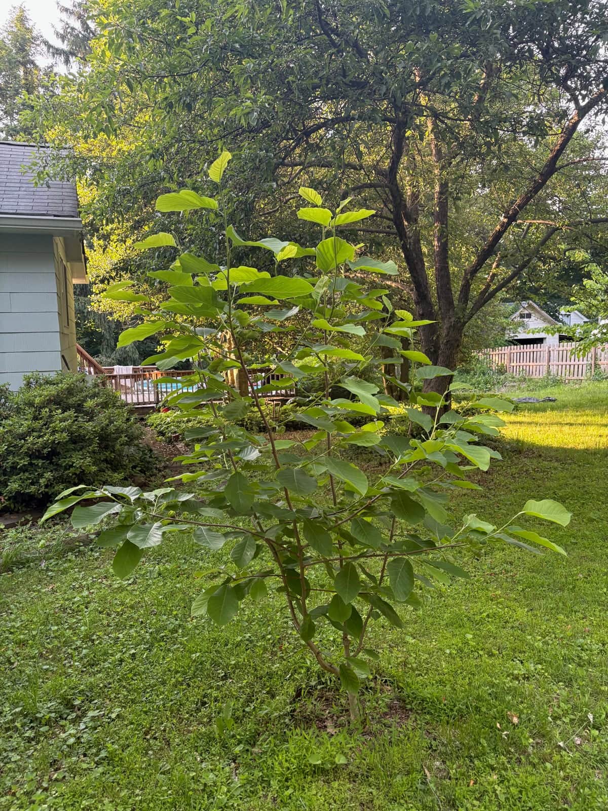 Cucumber Tree