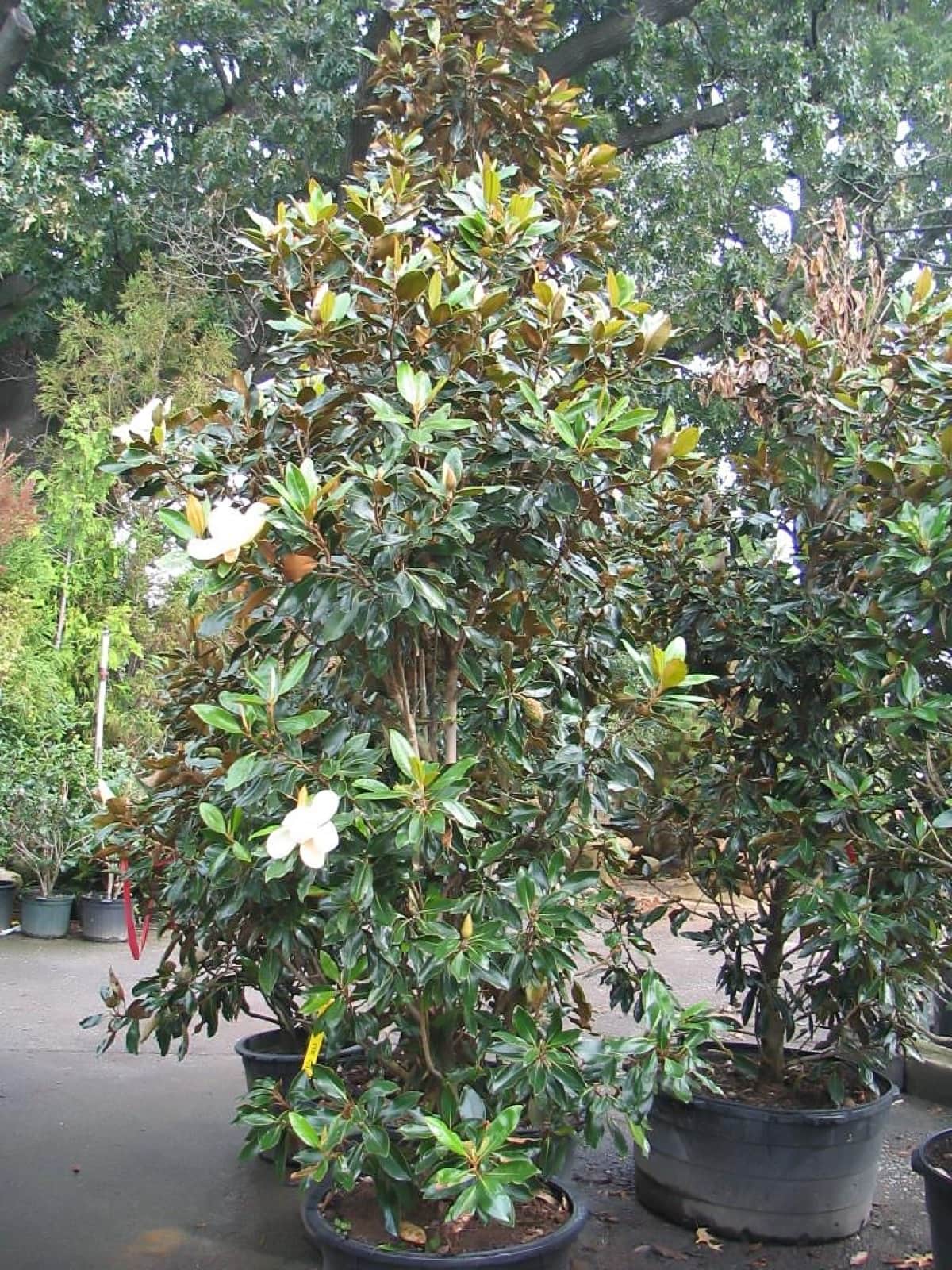 Little Gem Magnolia
