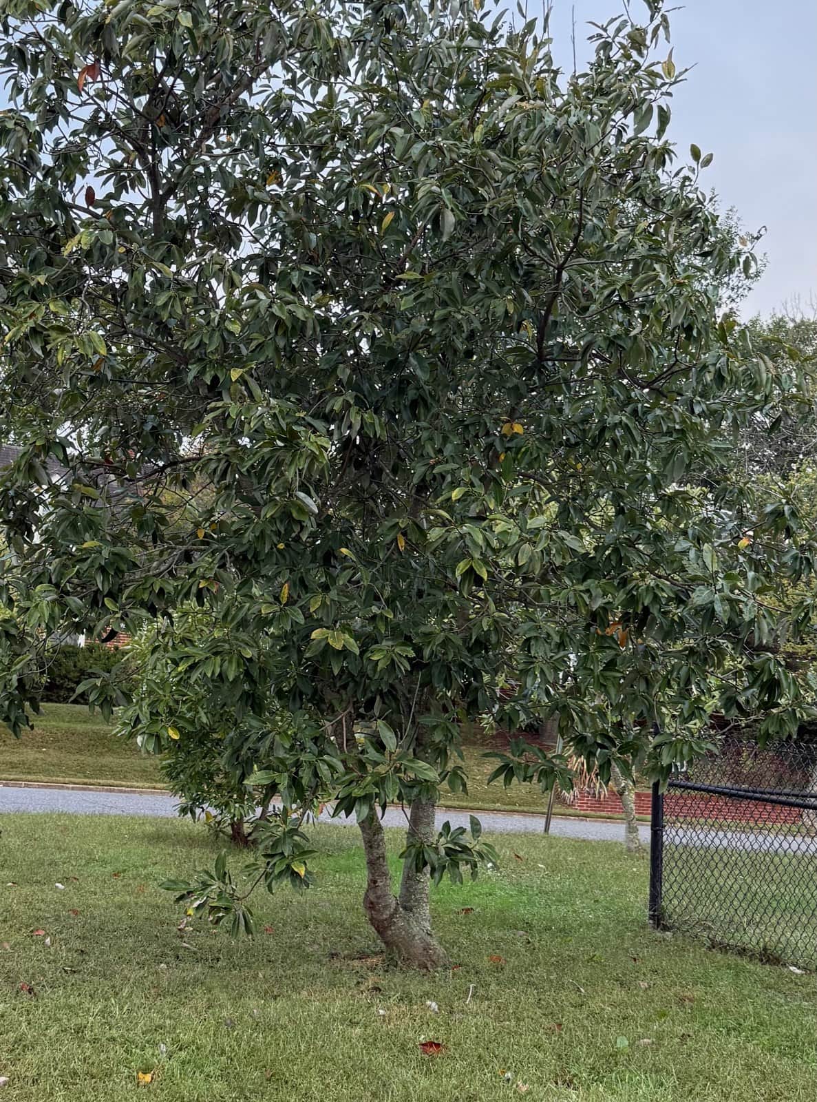 Sweetbay Magnolia