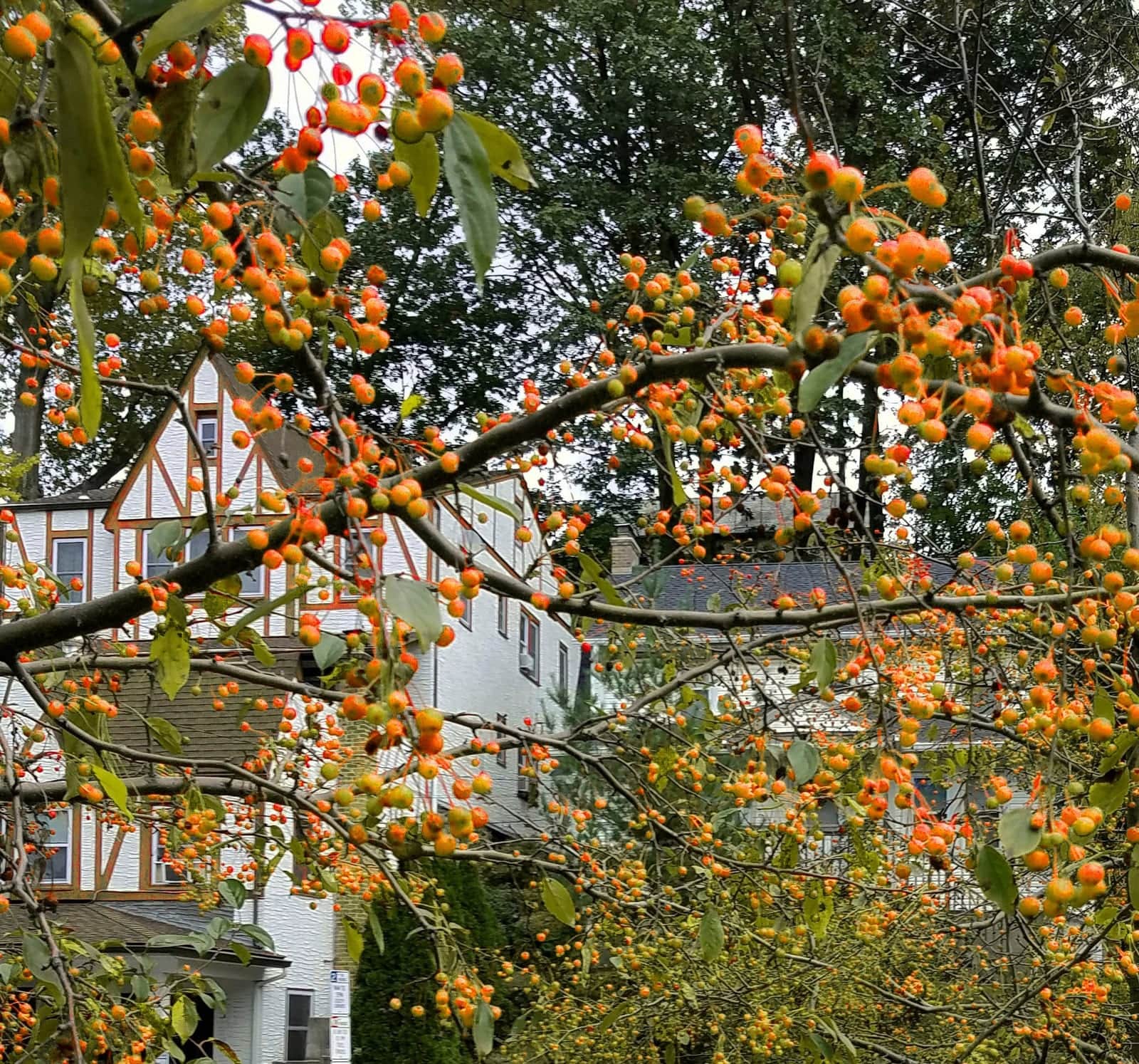 Southern Crabapple