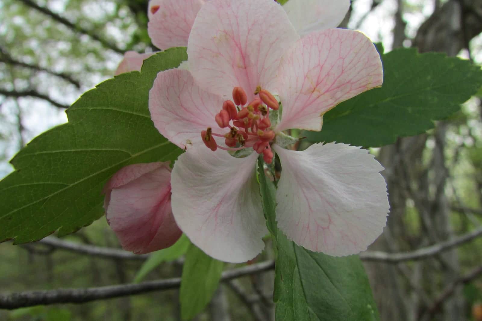 Sweet Crabapple