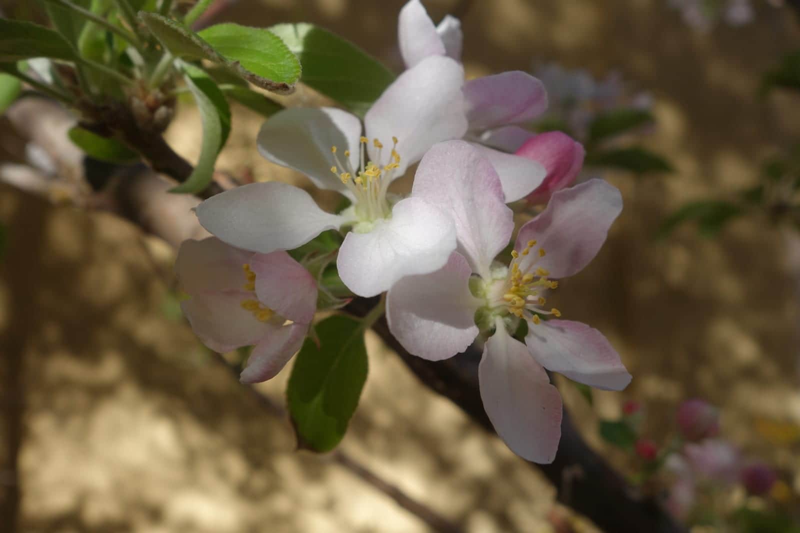Apple 'Gala'