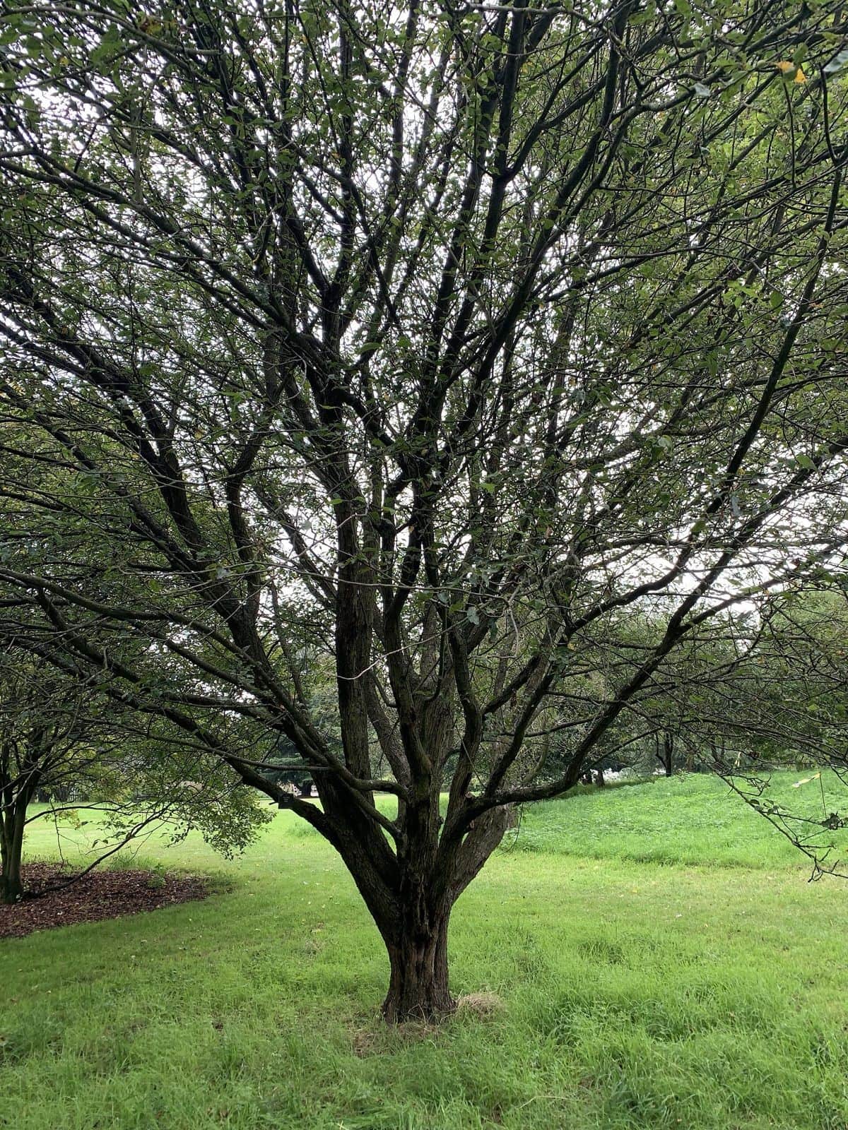 Pacific Crabapple