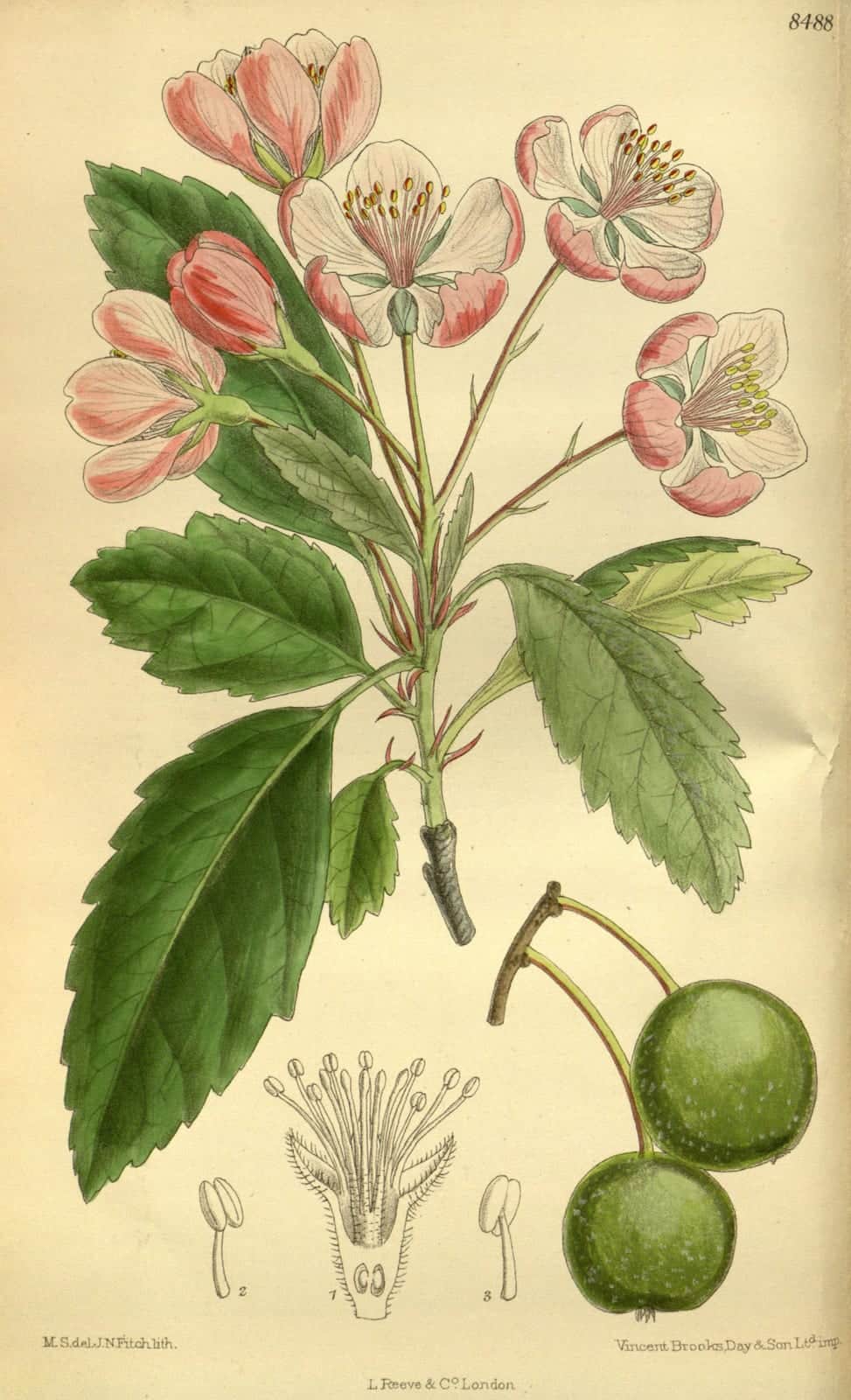 Prairie Crabapple