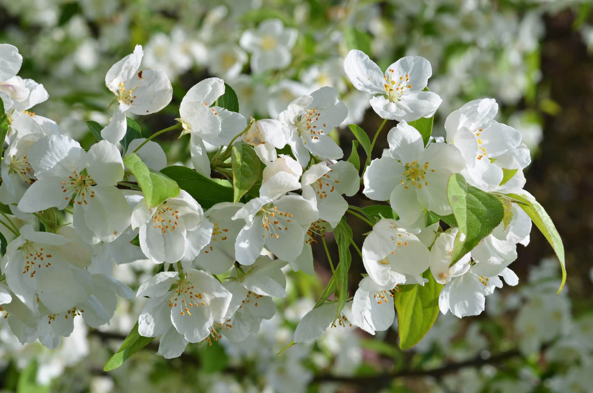 Snowdrift Crabapple