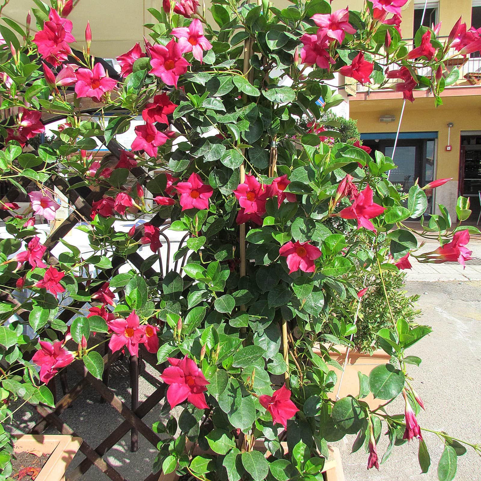 Mandevilla