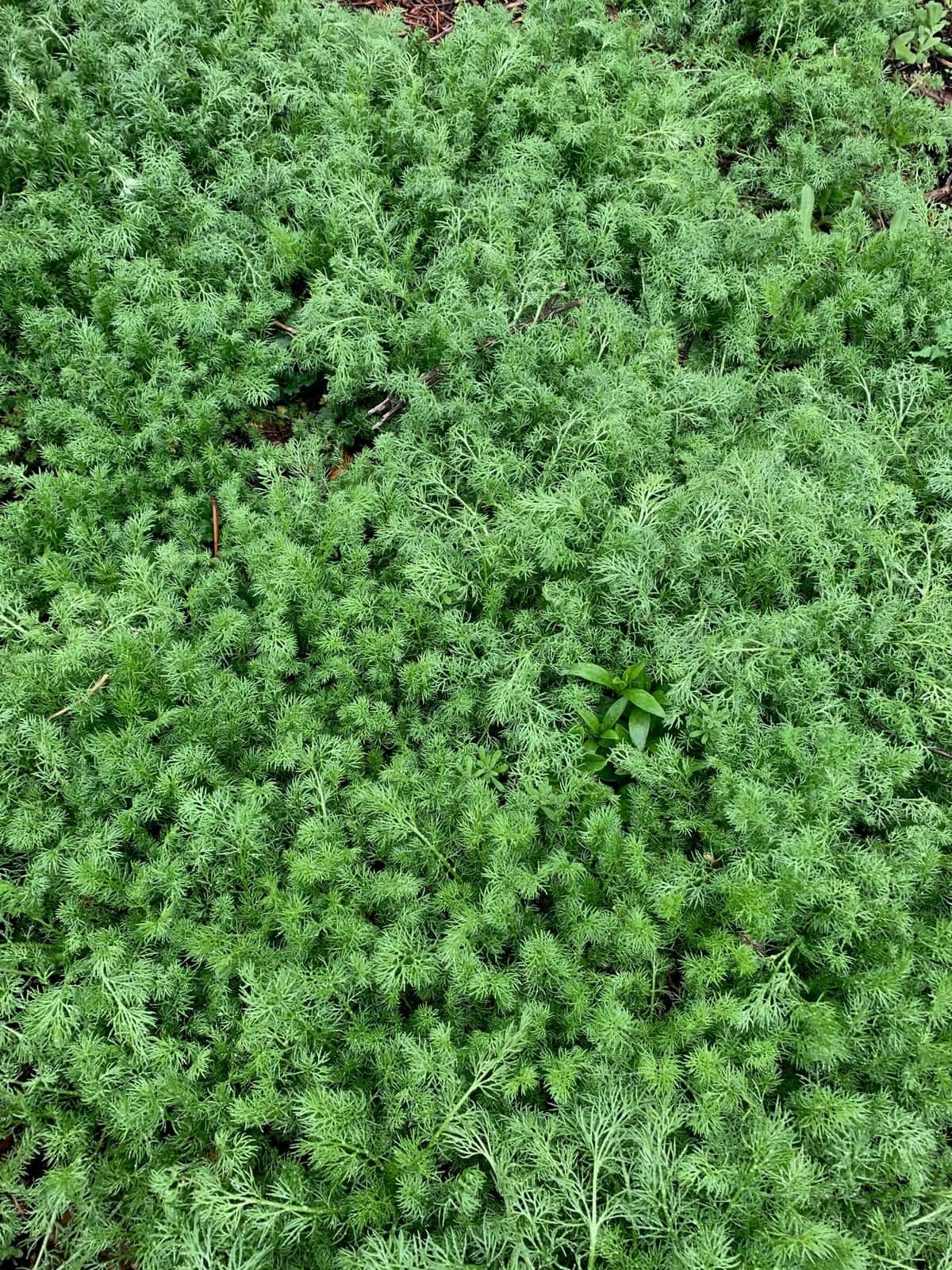 Chamomile