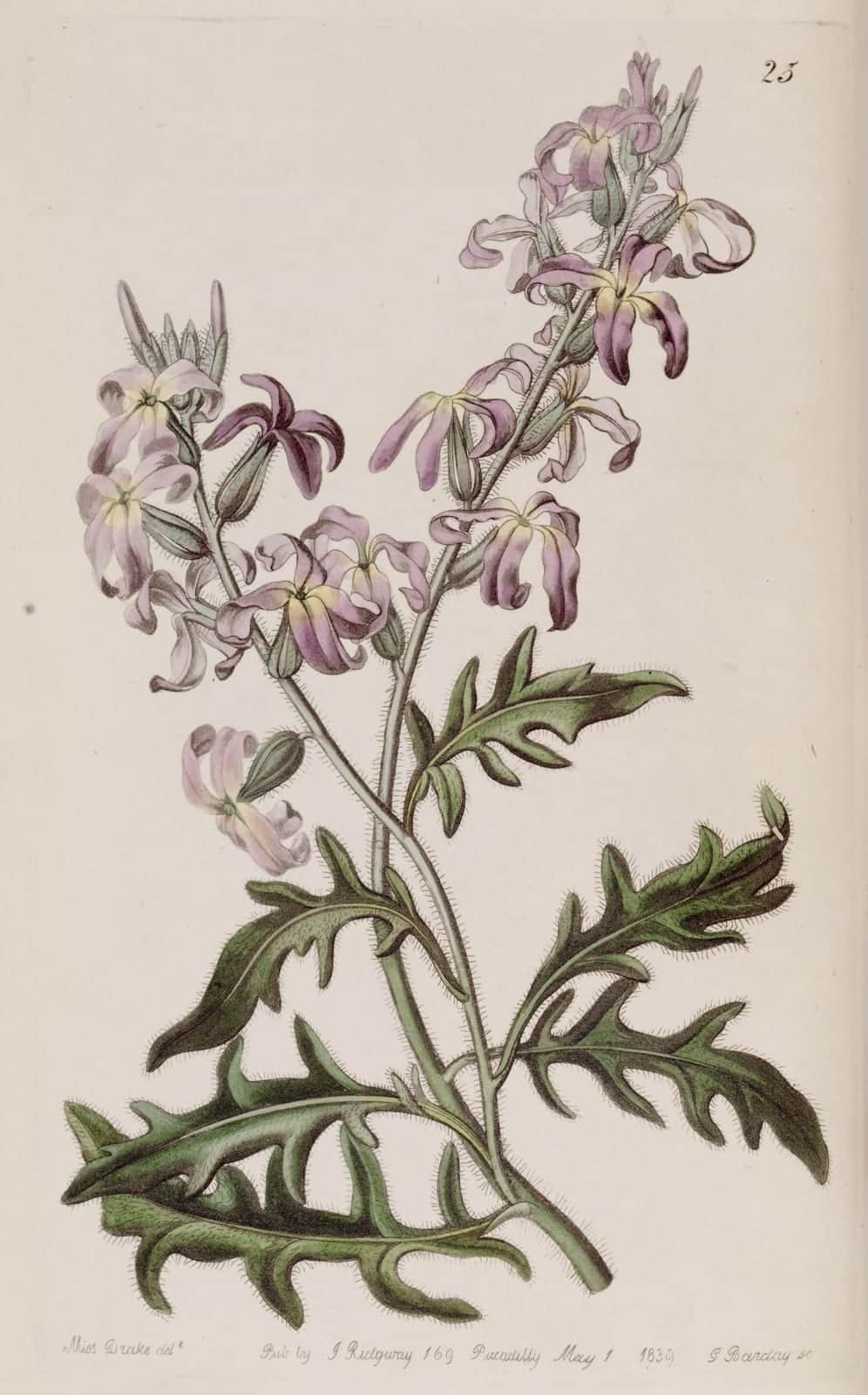 Evening Scented Stock