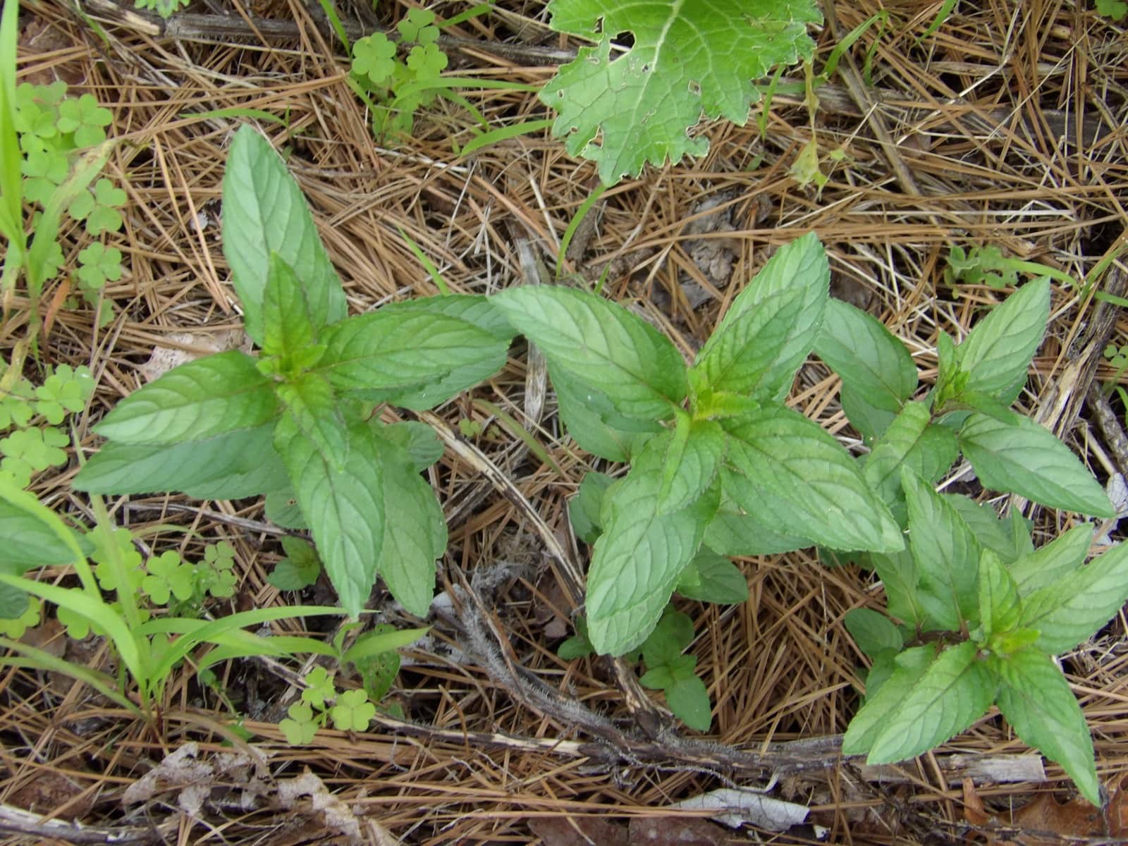 Chocolate Mint