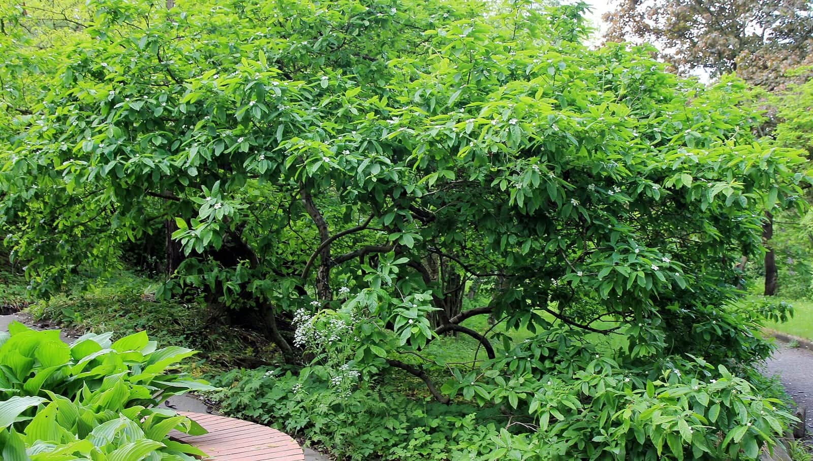 Medlar
