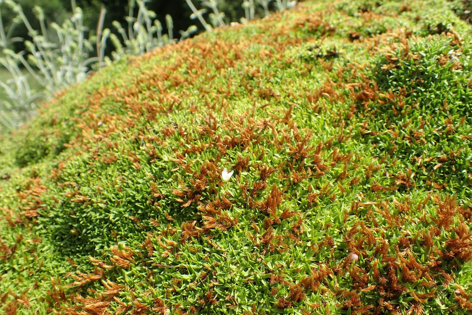 Minuartia stellata