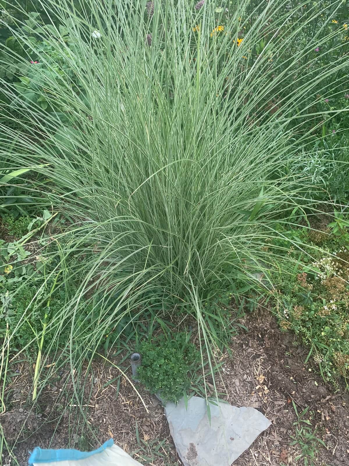 Japanese Silvergrass