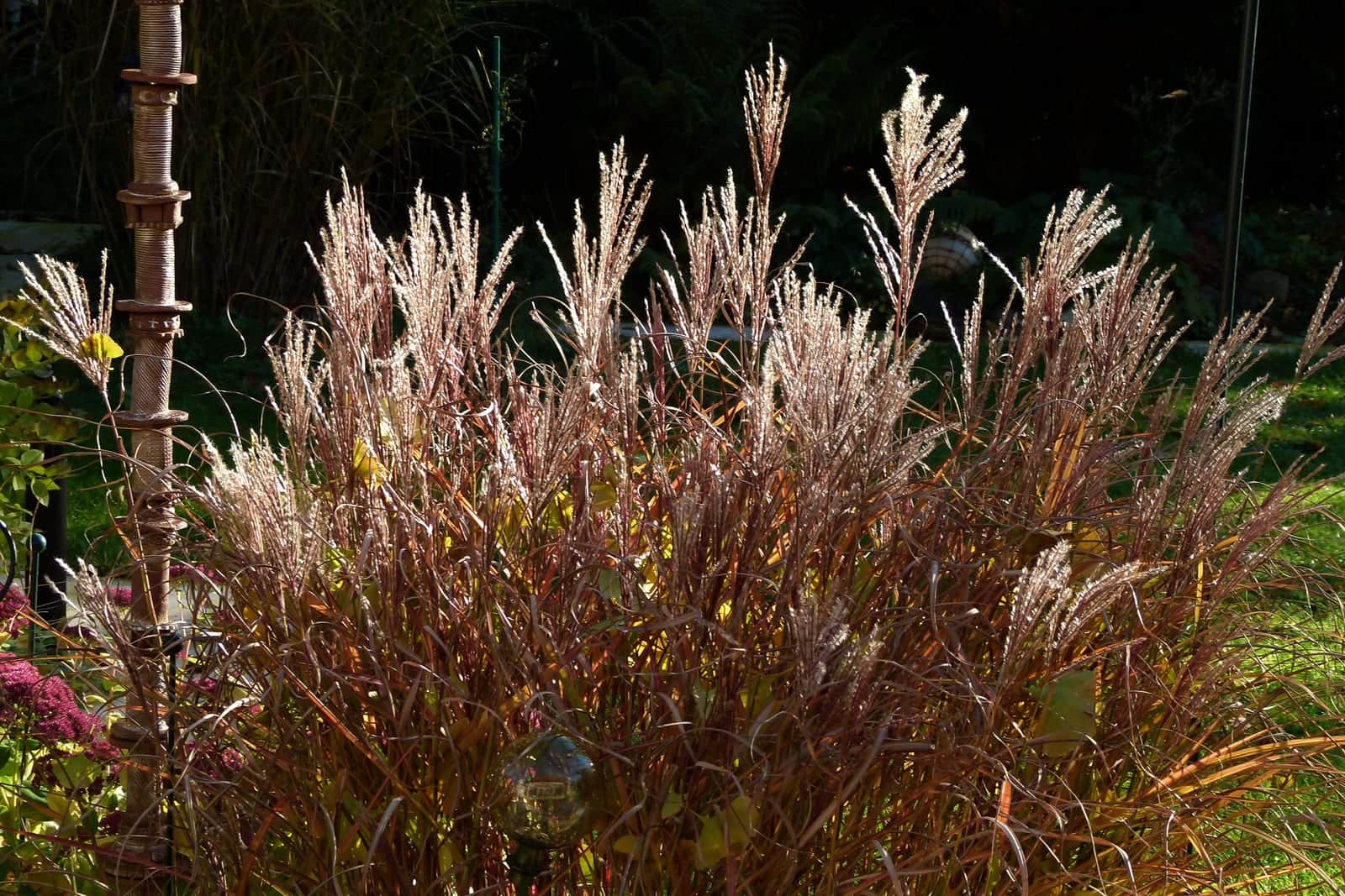 Japanese Silver Grass 'Ferner Osten'