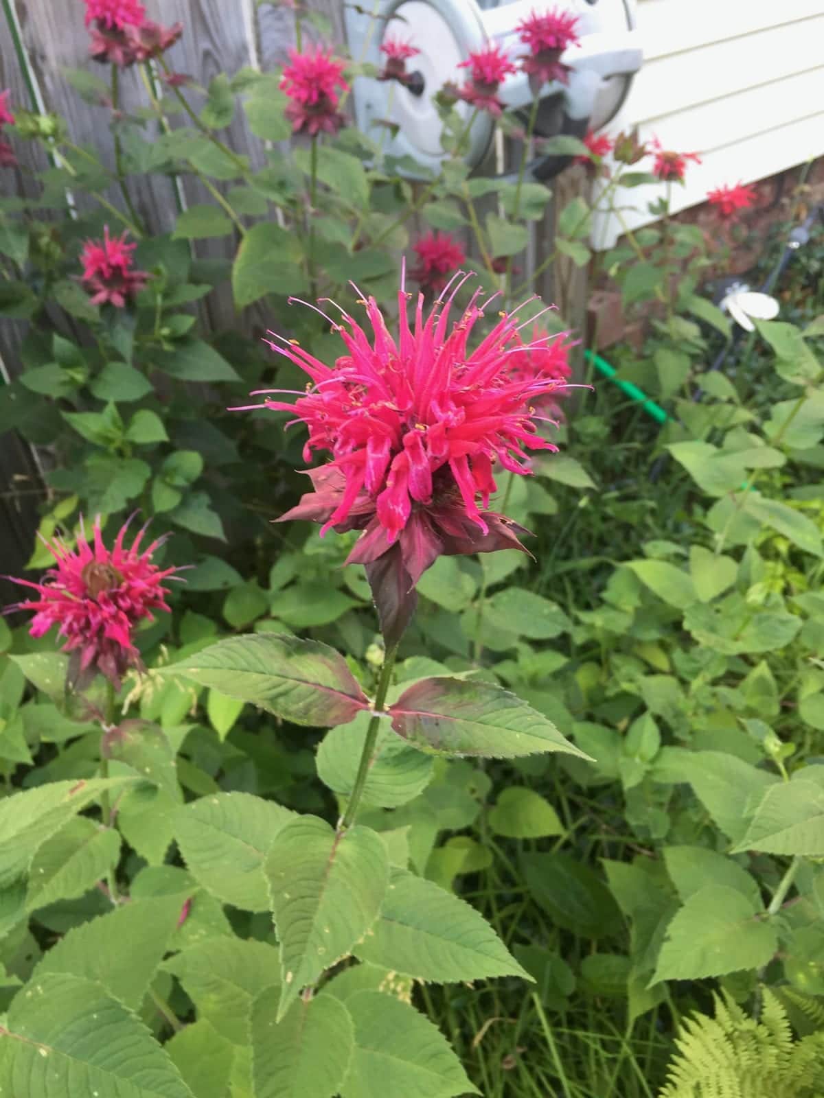 Monarda 'Jacob Cline'