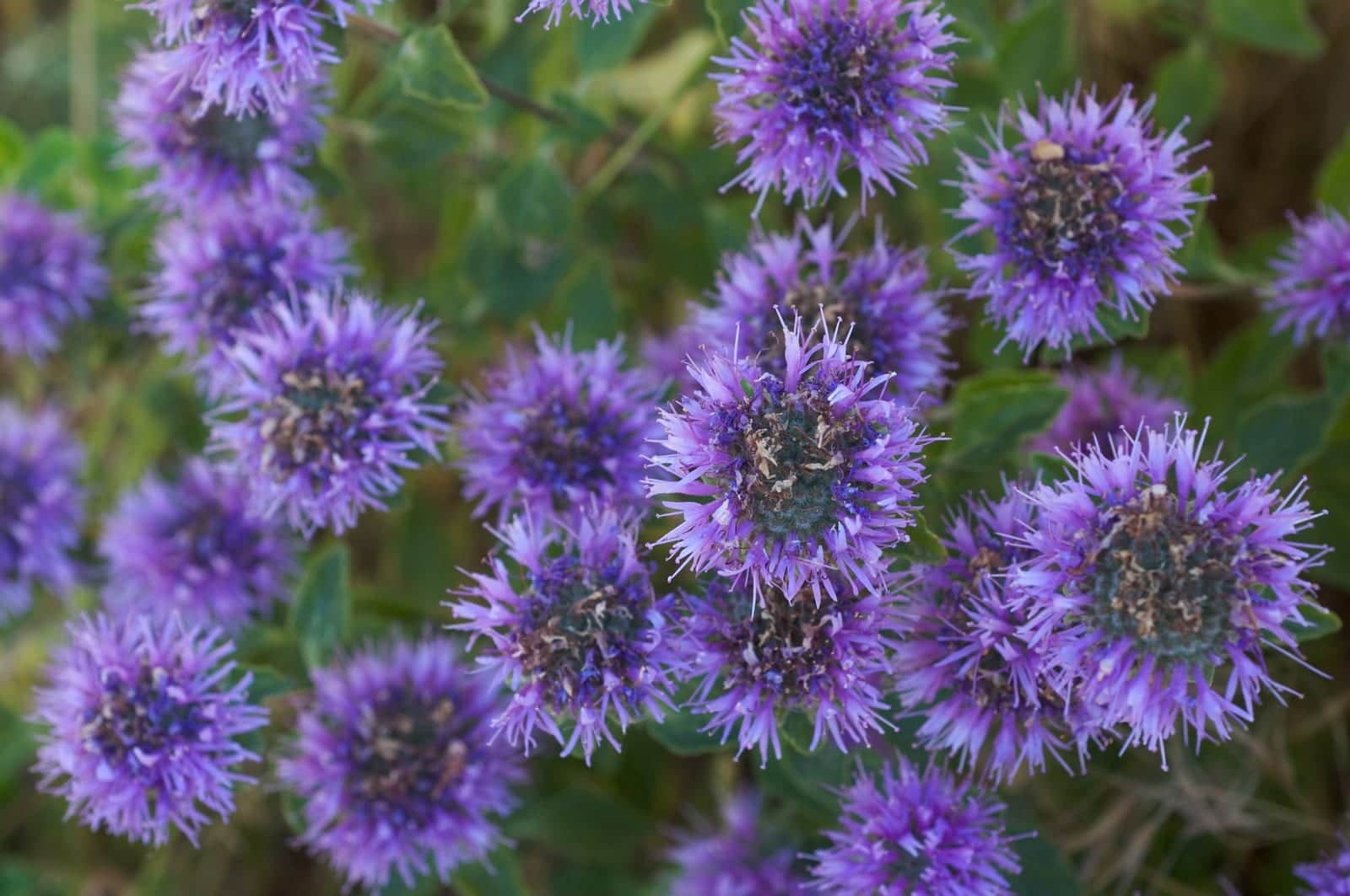 Coyote Mint
