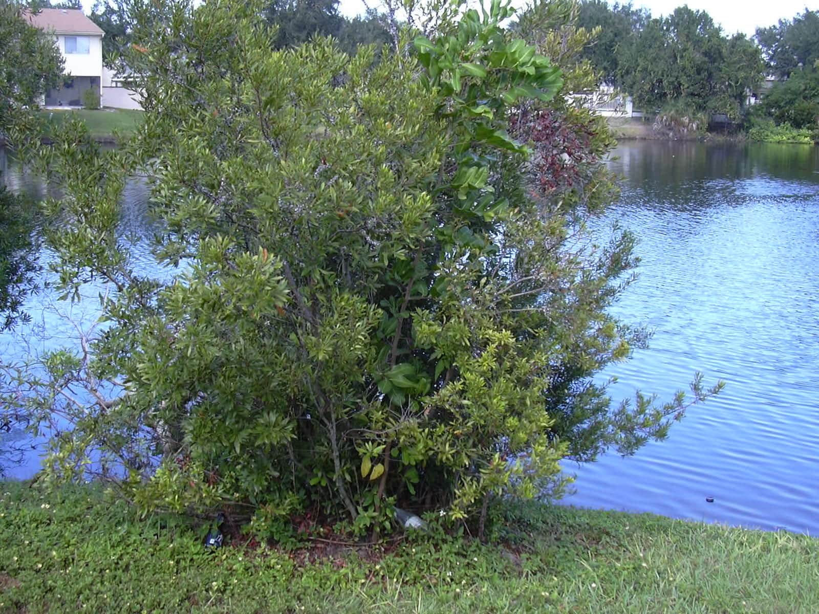 Southern Wax Myrtle