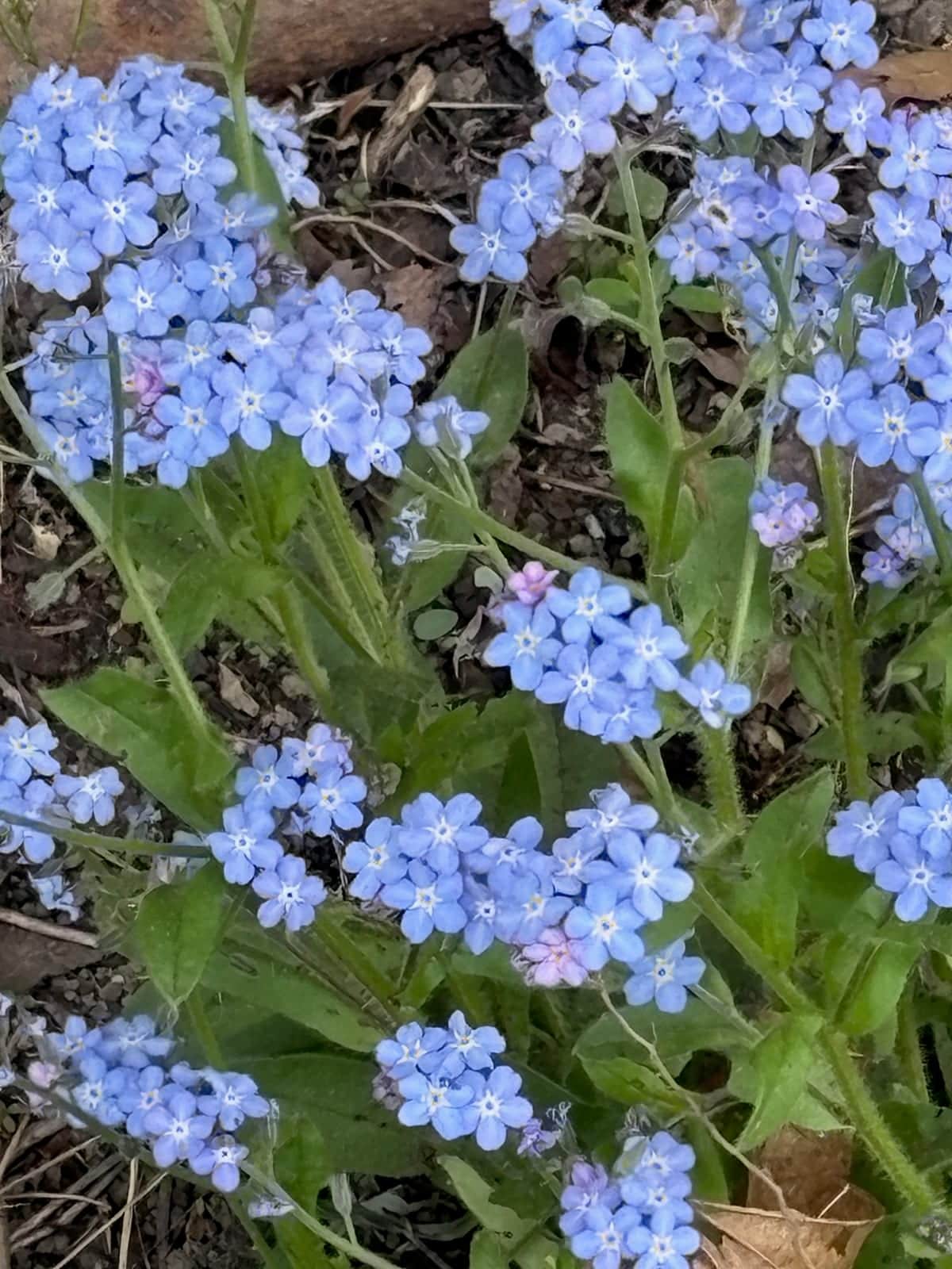 Forget-Me-Nots