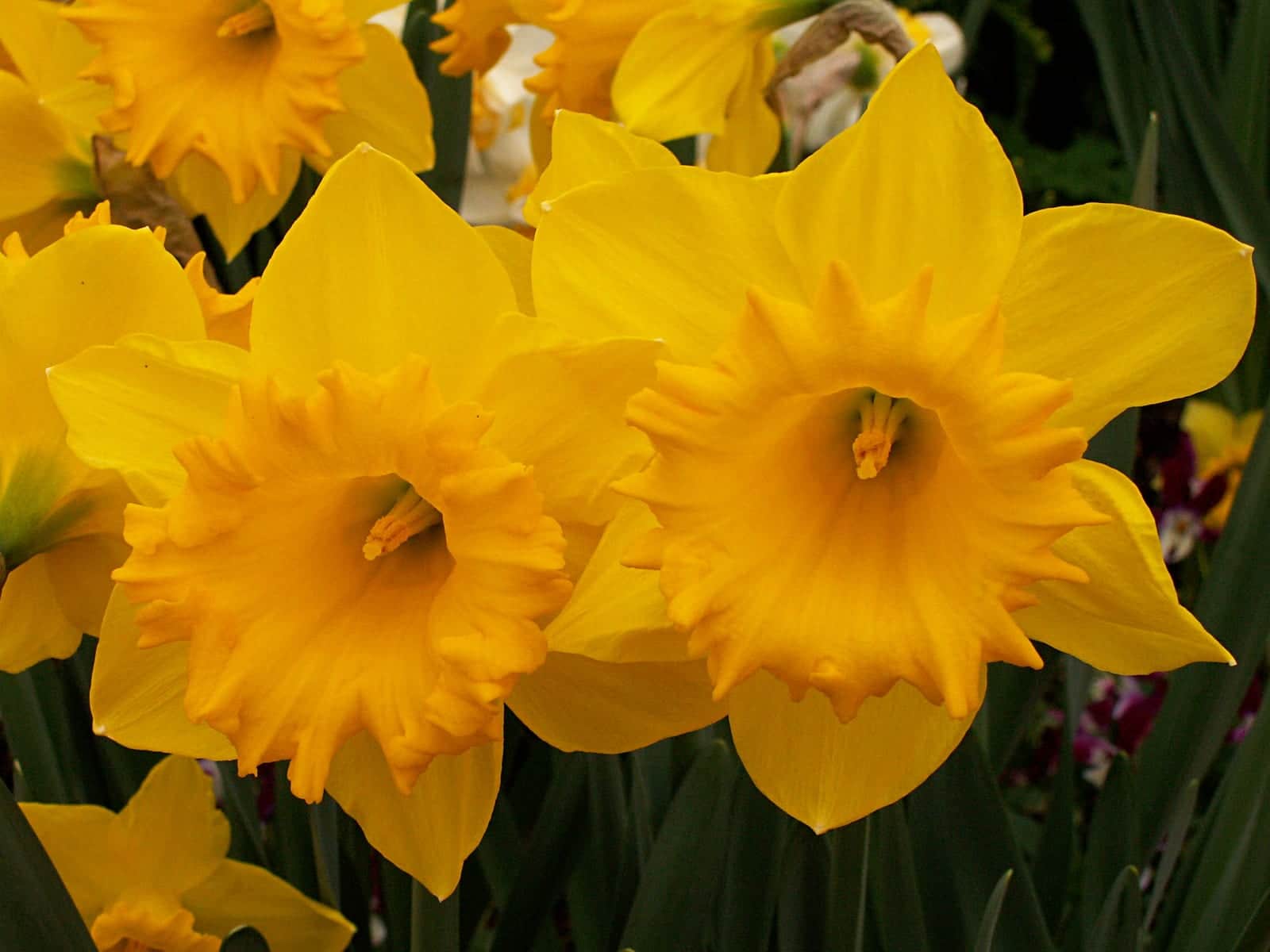 Daffodil 'Dutch Master'