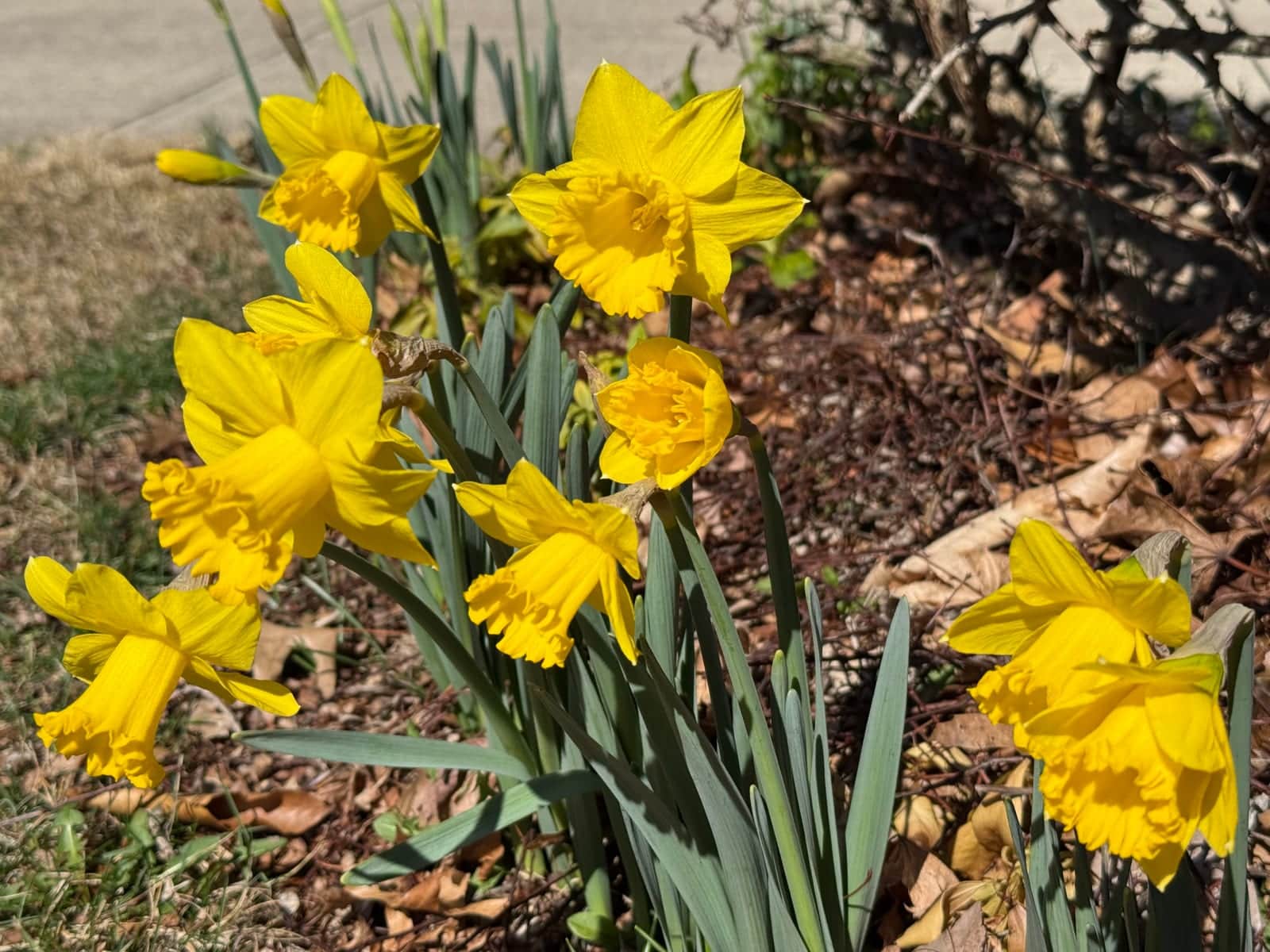 Daffodil 'King Alfred'