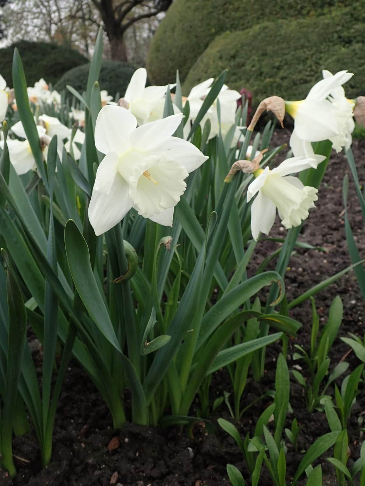 Daffodil 'Mount Hood'