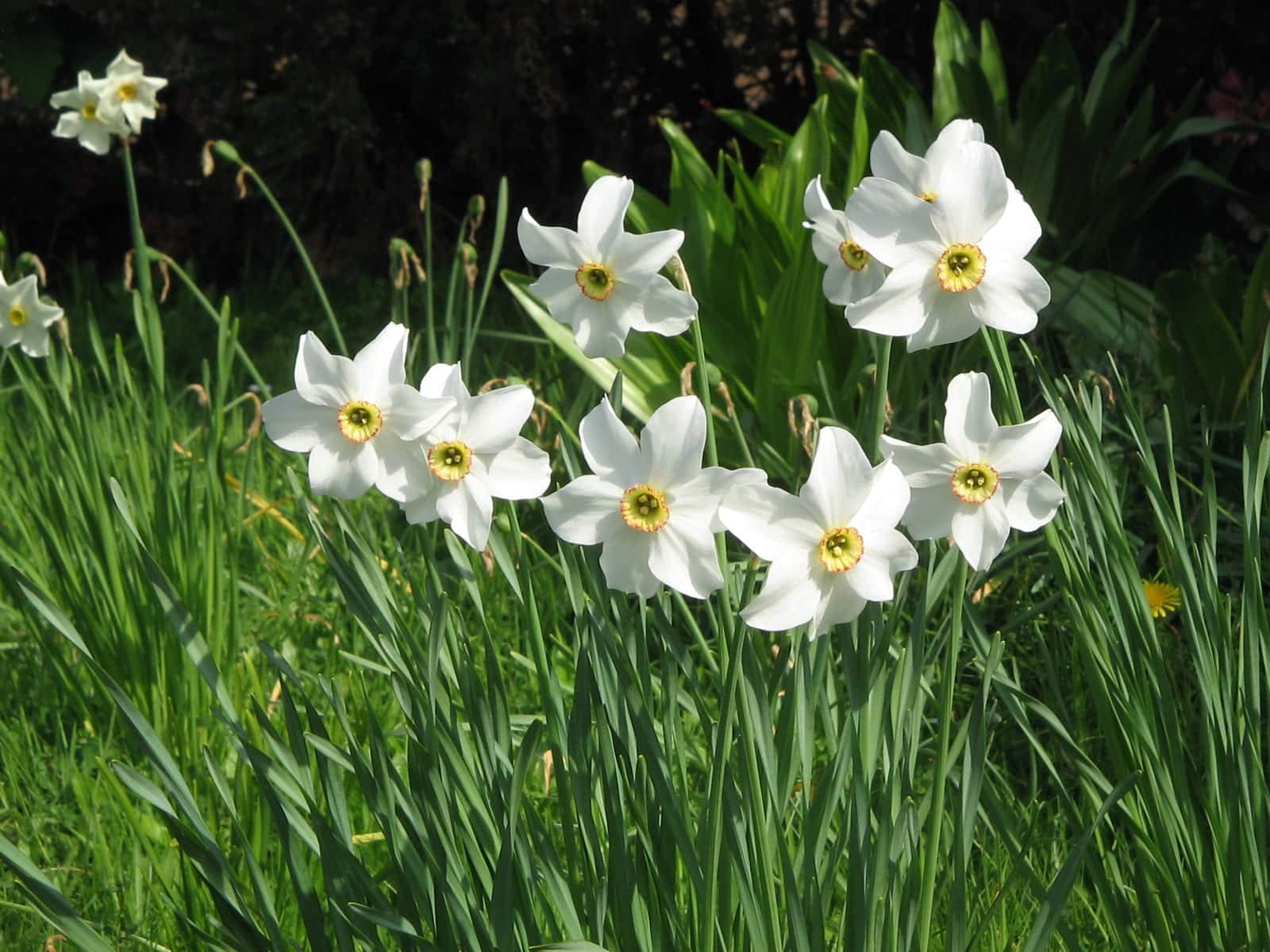 Pheasant's Eye Daffodil