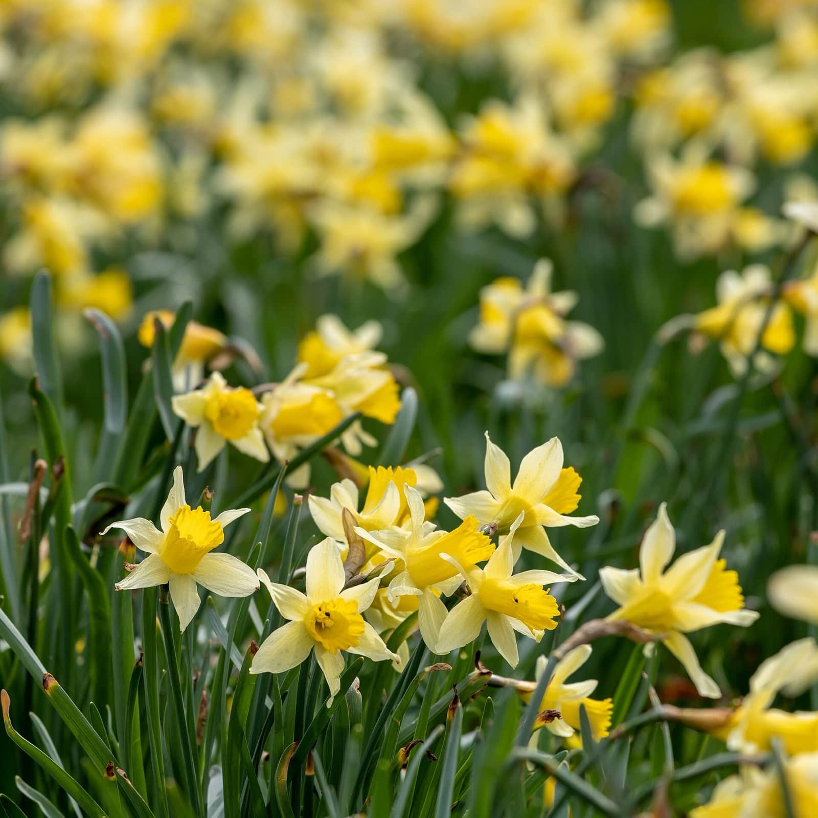 Daffodil