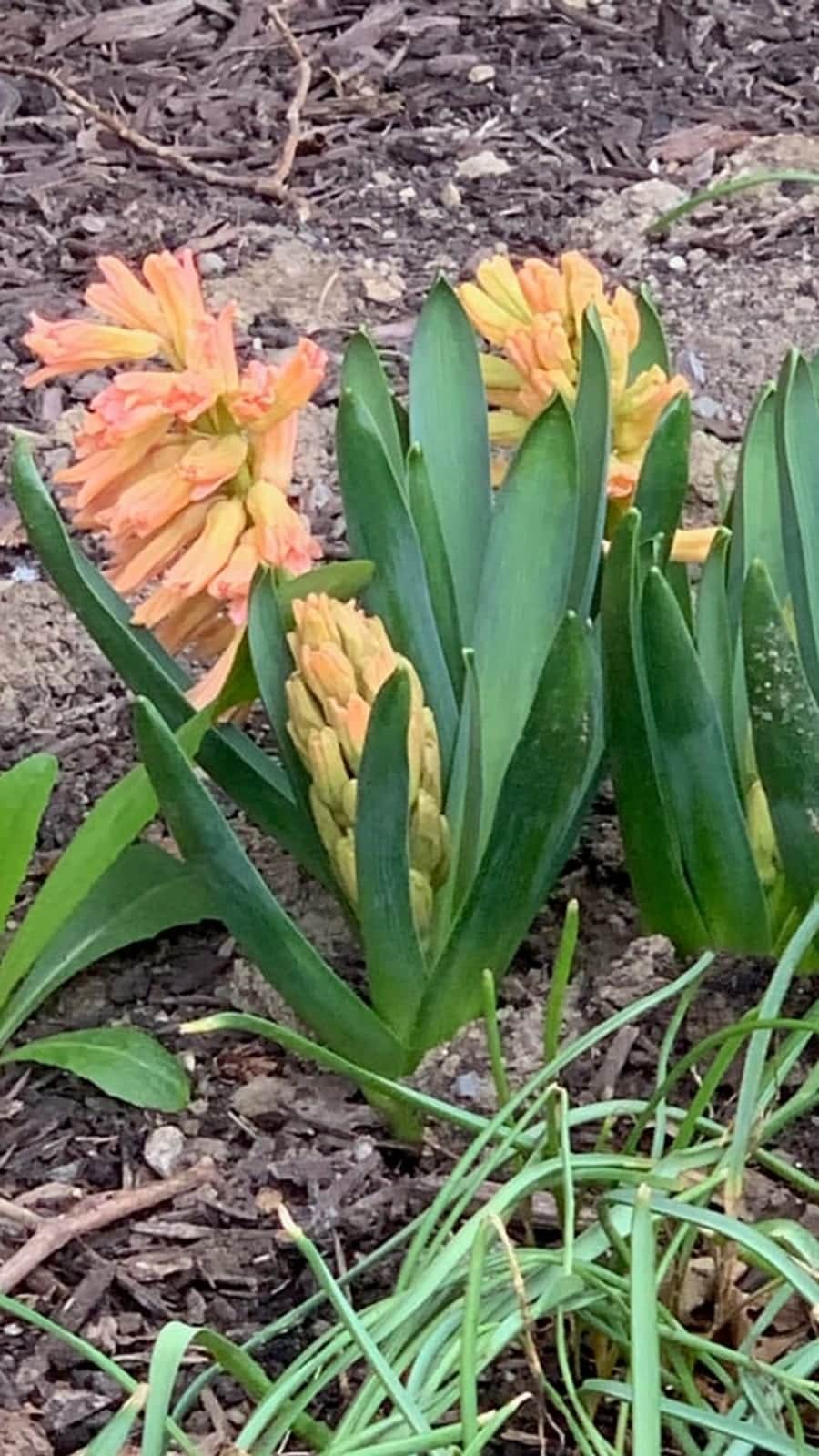 Narcissus