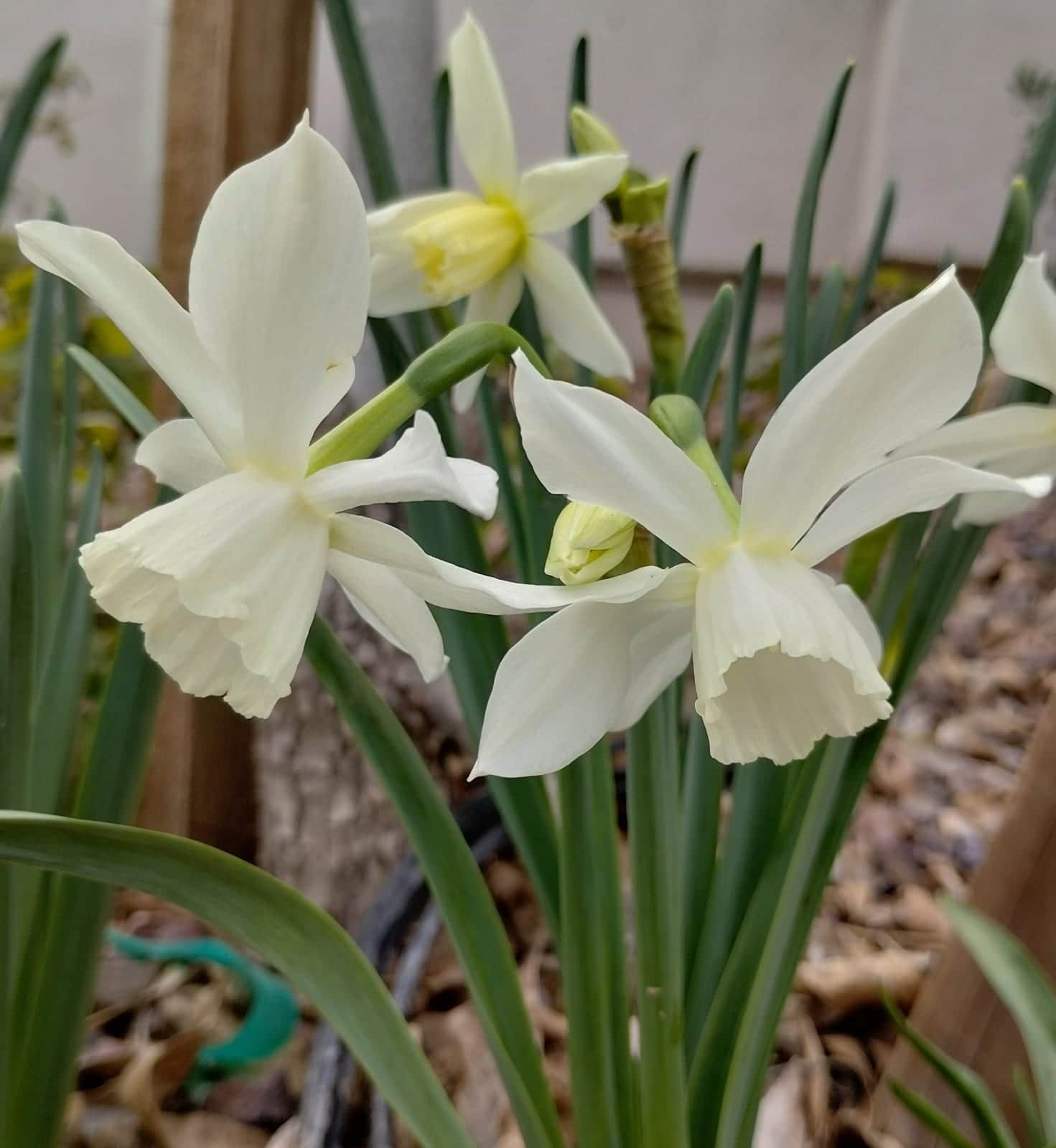 Daffodil 'Thalia'