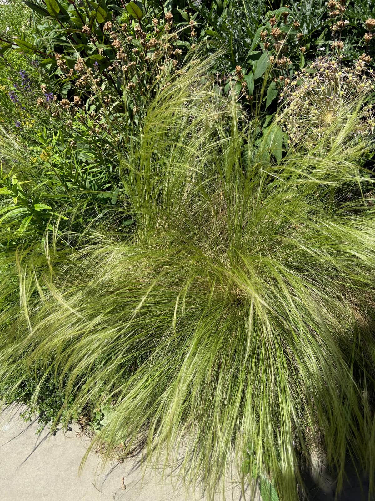 Mexican Feather Grass