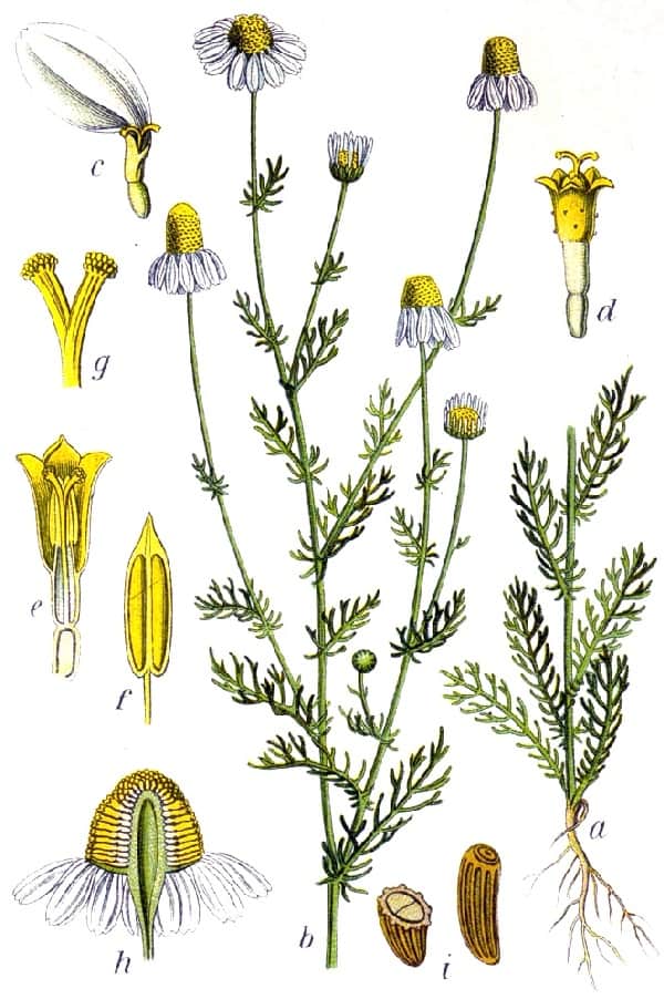 German Chamomile